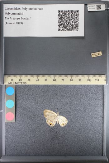 Media type: image;   Entomology 193241